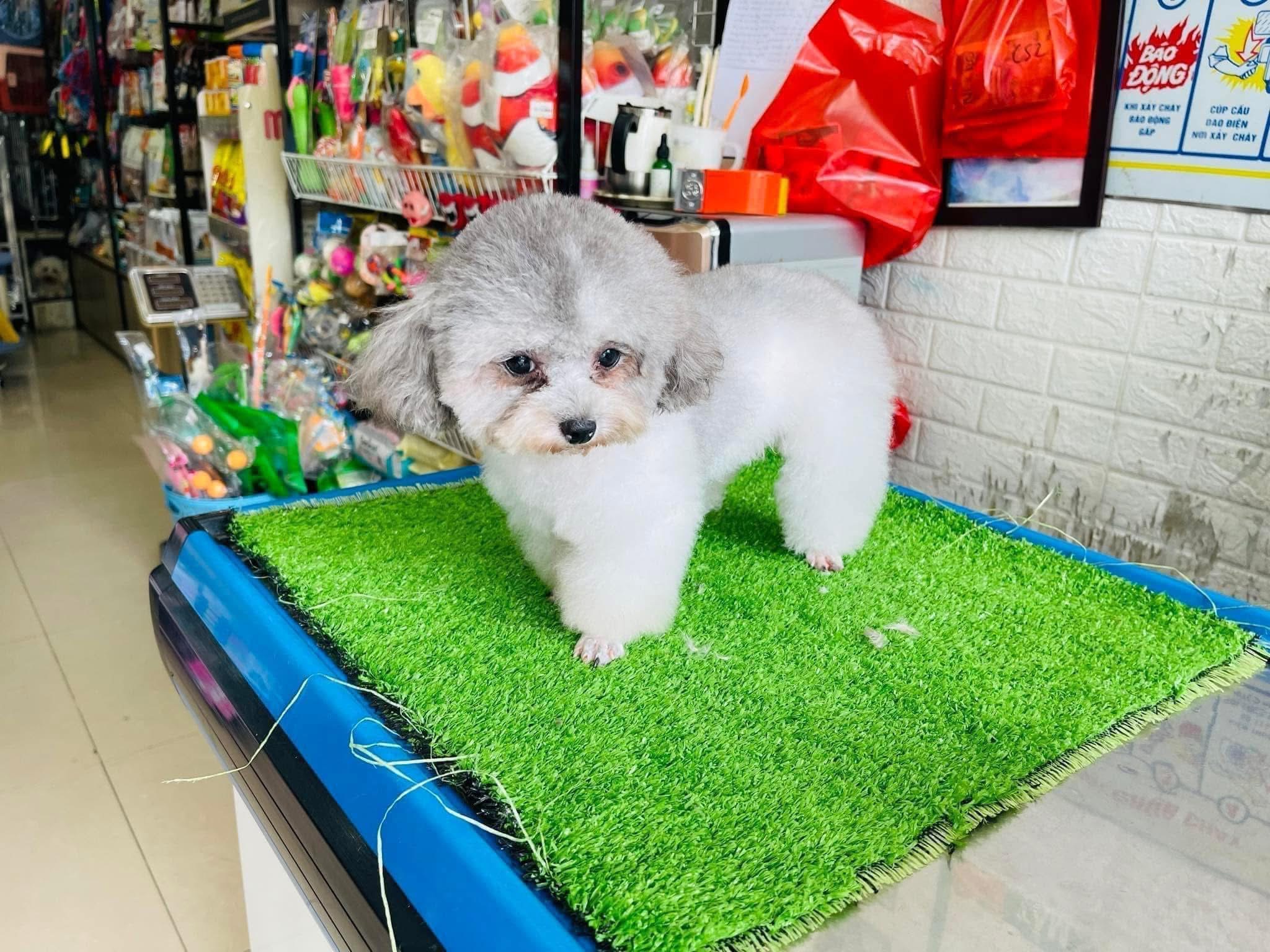 Ảnh minh họa số 2