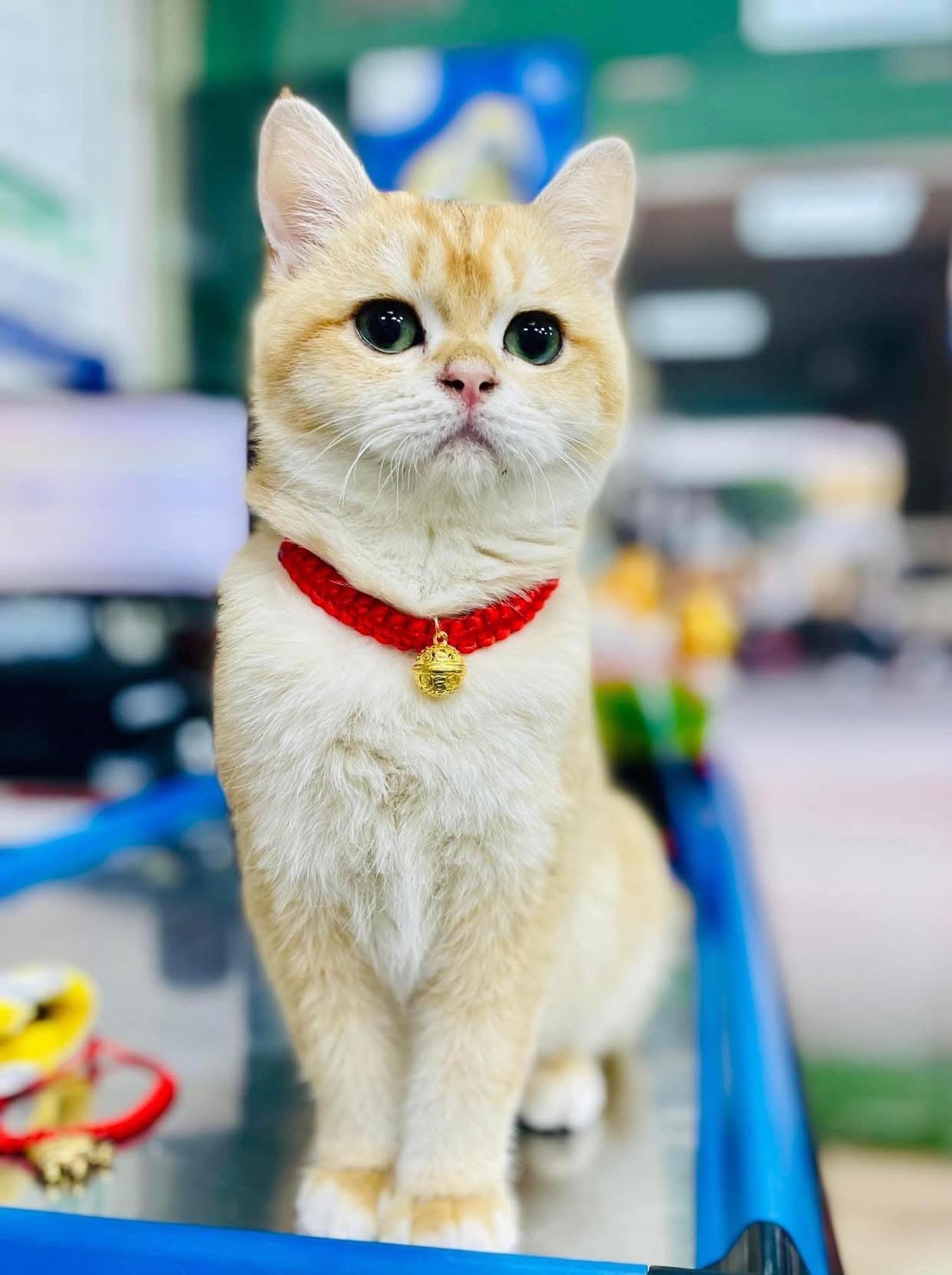 Ảnh minh họa số 3